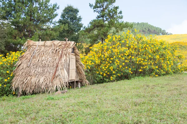 Hut on the lawn — Stock Photo, Image