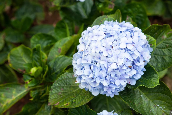 Blue Flower — Stock Photo, Image