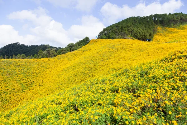 Поле желтых цветов — стоковое фото