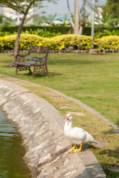 Pato blanco en el jardín — Foto de Stock