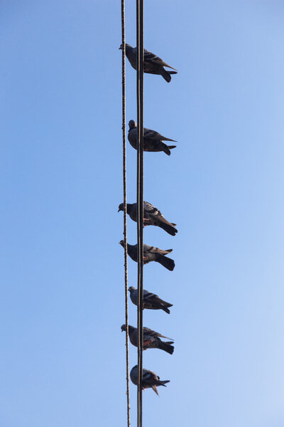 Pigeons perched on a wire.