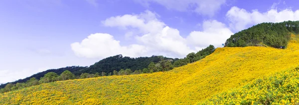 Fält med gula blommor — Stockfoto