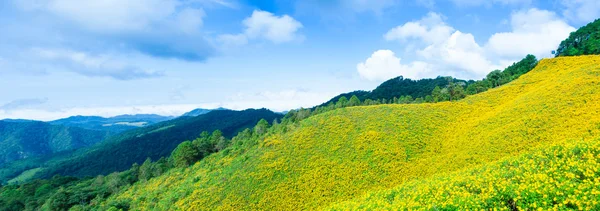 Fält med gula blommor — Stockfoto