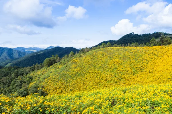 Field of yellow flowers — Stock Photo, Image