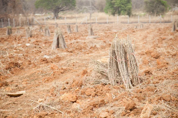 Plantação de mandioca — Fotografia de Stock