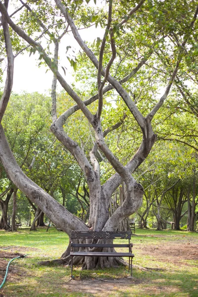 Ağacın altında tezgah — Stok fotoğraf