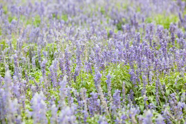 Modrý květ v zahradě — Stock fotografie