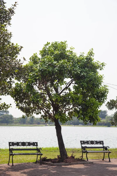 Скамейка под деревом — стоковое фото
