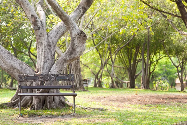 Ławka pod drzewem — Zdjęcie stockowe
