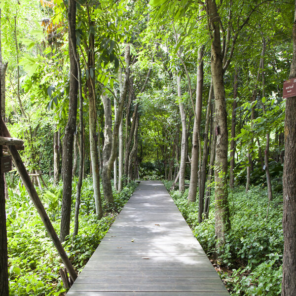 деревянный мост в парке