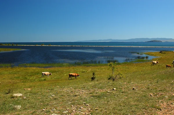 Cows graze on the shores of Lake Baikal — Stock Photo, Image