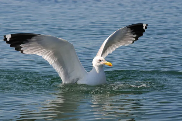 Seagull sits on the water. — Stock Photo, Image