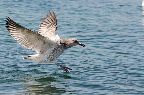 Grown up chick gull sits on the water. — Stock Photo, Image