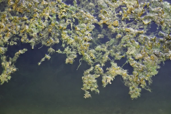 Плаваючі водоростей фону — стокове фото