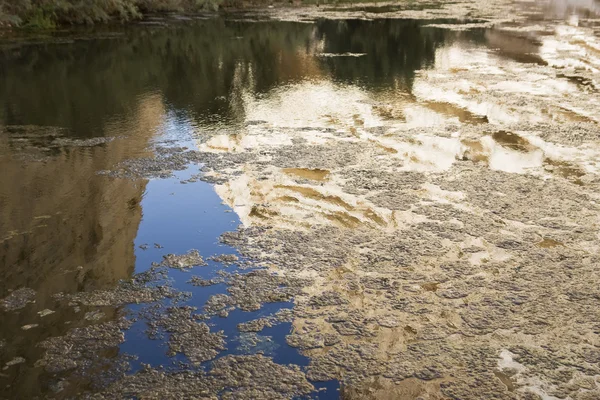 Плавучие водоросли — стоковое фото