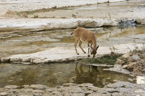 Canyon with goat reflected in water — Stock Photo, Image
