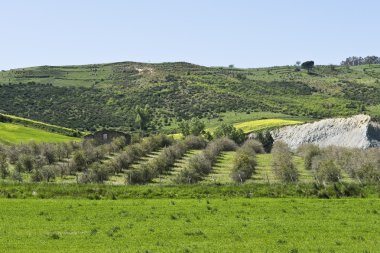 zeytin ağaçları, Sicilyalı yatay