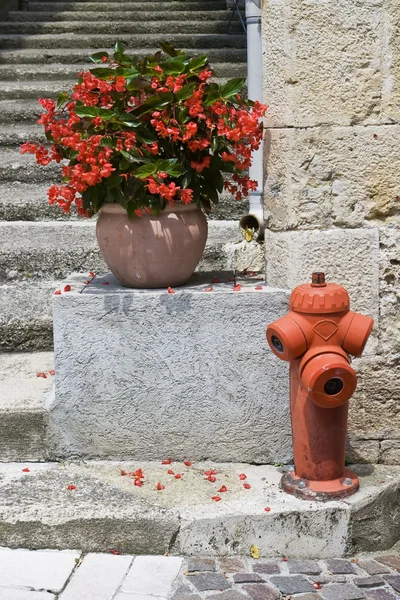 Rote Geranien und roter Feuerhydrant — Stockfoto