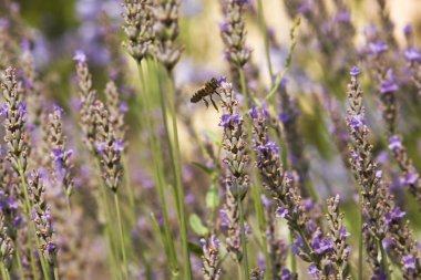 Lavanta arka plan ile böcek bee