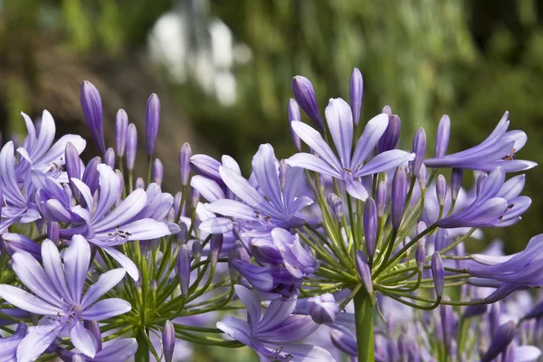Agapanthus