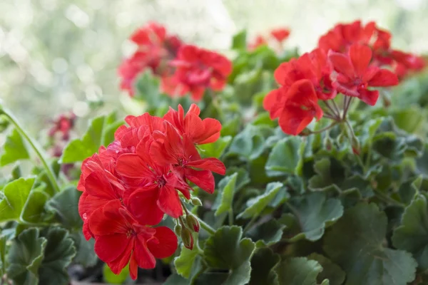 Schöne rote Geranien — Stockfoto