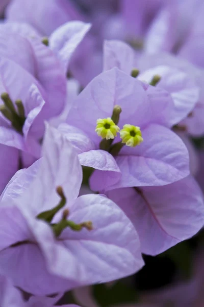 Begonviller arka plan