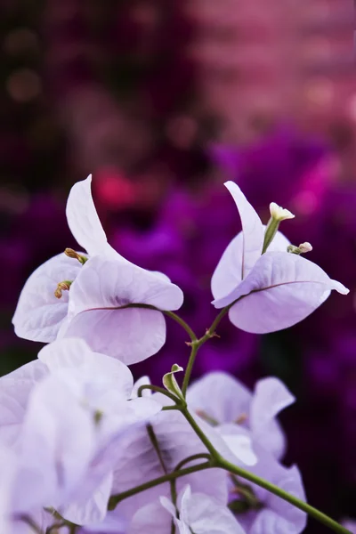 Bougainvillea háttér — Stock Fotó