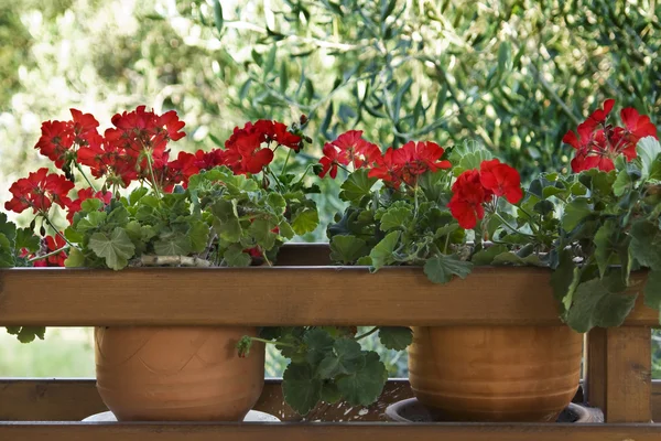 Pots of red geraniums