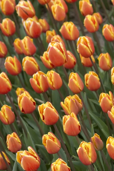 Zářivě oranžové tulipány — Stock fotografie