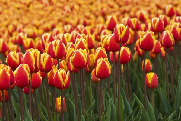 Leuchtend orangefarbene Tulpen — Stockfoto