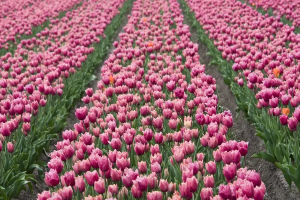 Vacker rosa tulpaner — Stockfoto