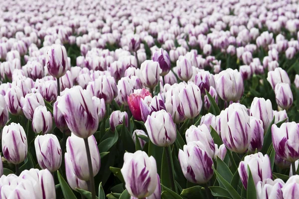 Violette Tulpen — Stockfoto