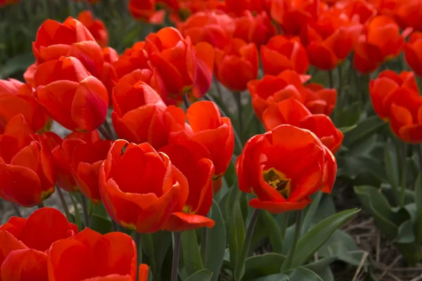 Rote Tulpen Hintergrund — Stockfoto