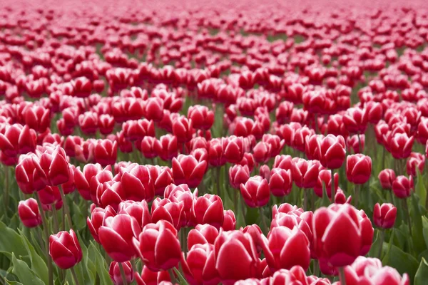 Güzel pembe laleler — Stok fotoğraf