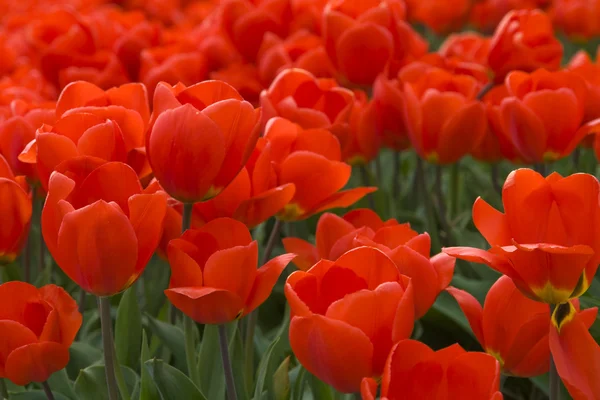 Rote Tulpen Hintergrund — Stockfoto