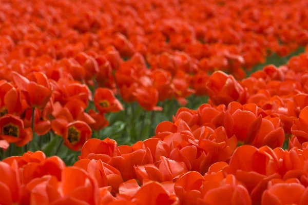 Fond de tulipes rouges — Photo