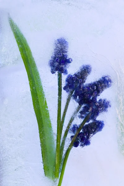 Background of hyacinth flower frozen in ice