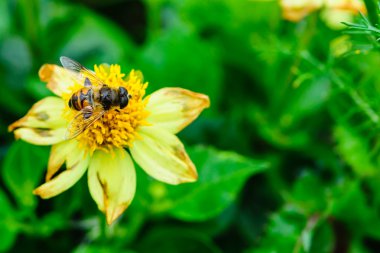yeşil yaprak zemin üzerine sarı çiçek pollinating fly