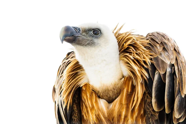 Geier blickt in die Ferne Stockfoto