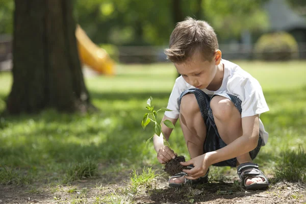 Liten pojke plantering — Stockfoto