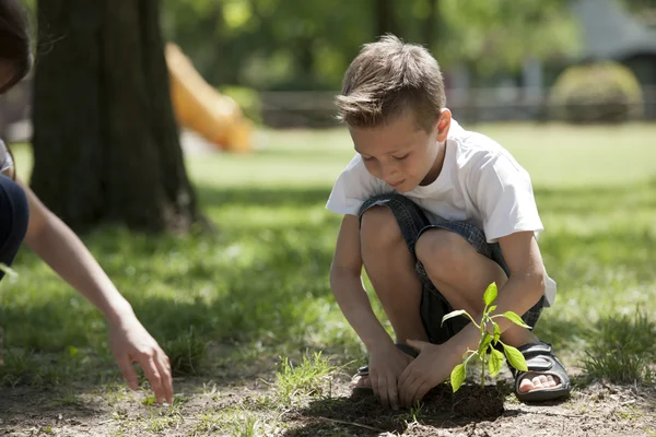 Liten pojke plantering — Stockfoto