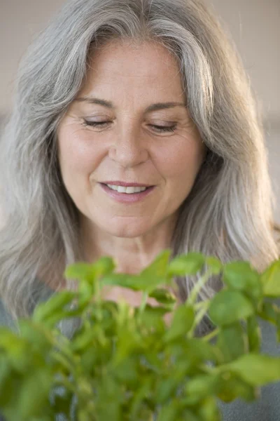 Kadın kıdemli holding basilicum — Stok fotoğraf