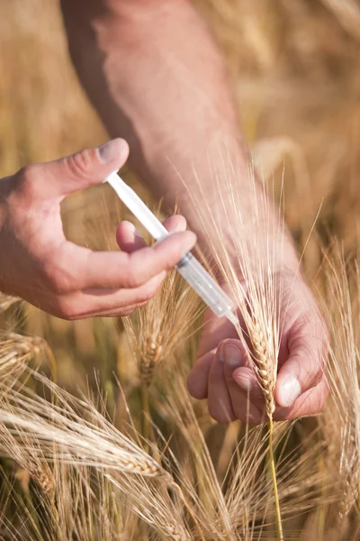 Injecteren van tarwe — Stockfoto