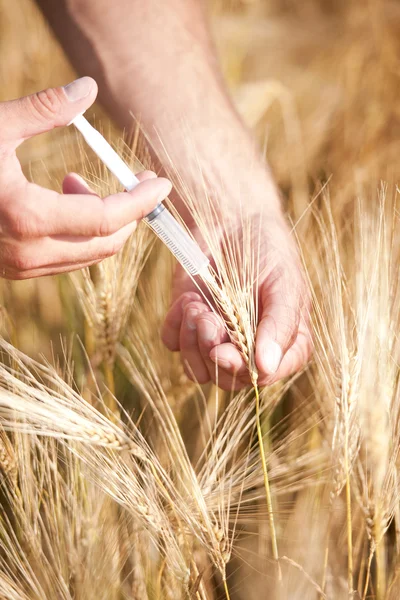 Injecteren van tarwe — Stockfoto