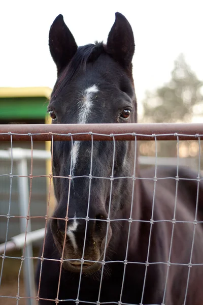 Caballo mirando sobre la valla — Foto de Stock