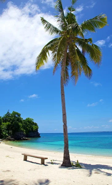 Palm tree on white sand tropical beach on Malapascua island, Philippines — Stock Photo, Image