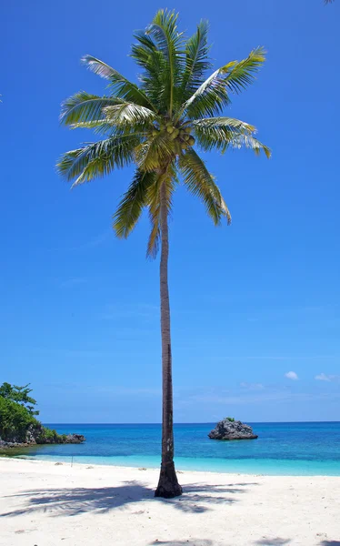 Palm tree on a white sand tropical beach on Malapascua island, Philippines — Stock Photo, Image