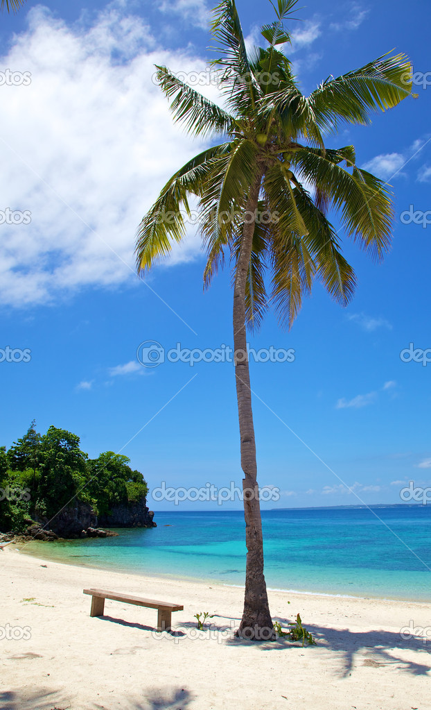 Palm tree on white sand tropical beach on Malapascua island, Philippines