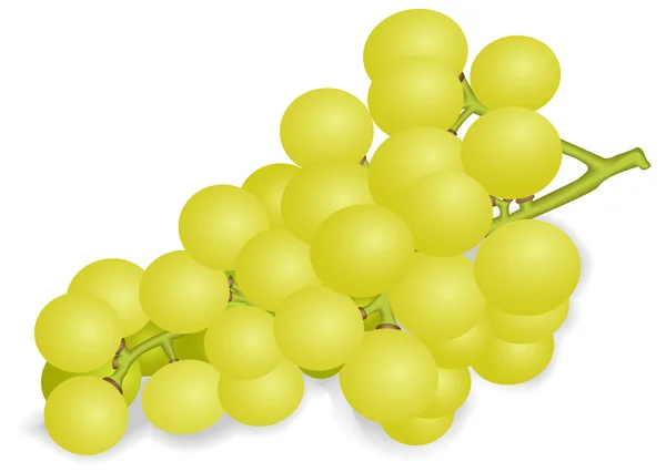 Um bando de uvas brancas — Vetor de Stock