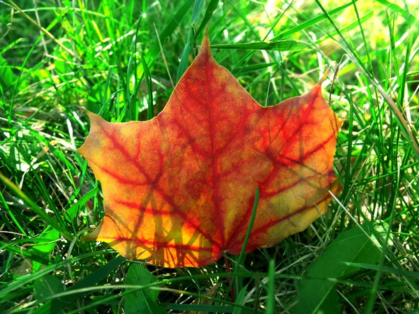 Maple Leaf — Stock Photo, Image